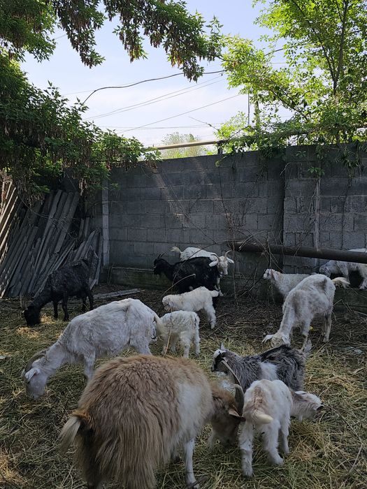 Саумалы ешки сатылады.