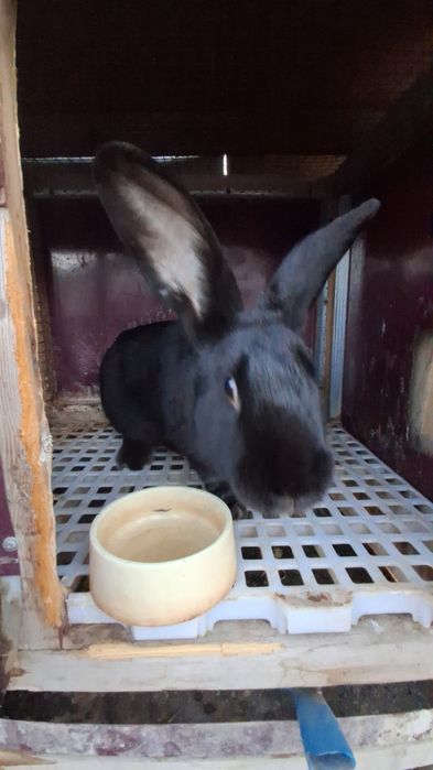 Quyon Sotiladi 4- Kilo