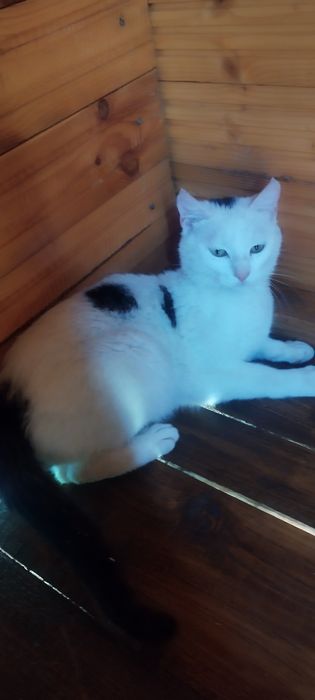 Donez motan în adopție