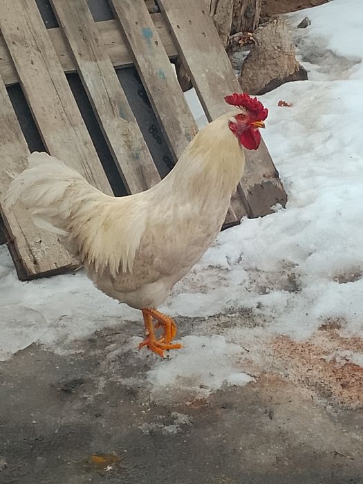 Простой қораз ннннн