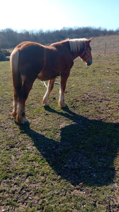 Vând mânz de 11 luni