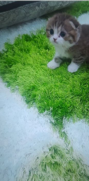 Британские котята