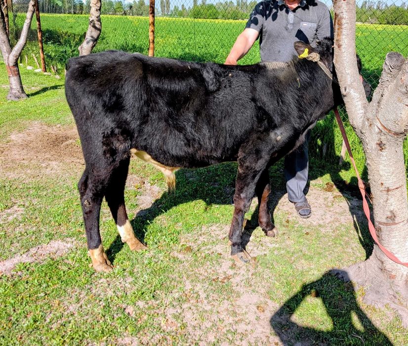 продаётся бык, возраст 10 месяцев, букача сотилади 10 ойлик