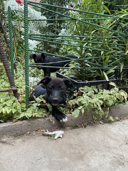 Срочно отдам щенят