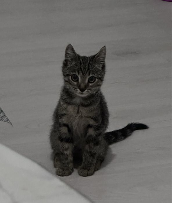 Отдам котенка в дорбые руки