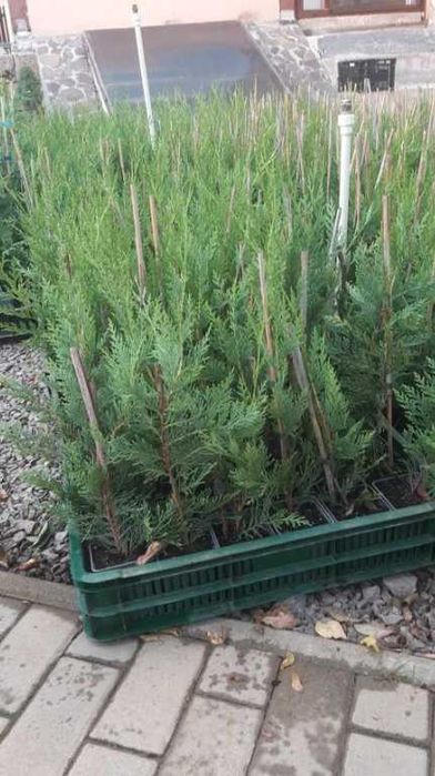 Leylandii Plante Ornamentale