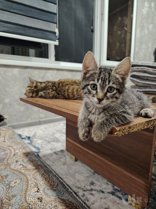 Отдам в хорошие и добрые руки