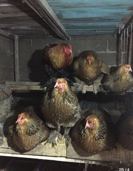 Инкубационные яйца