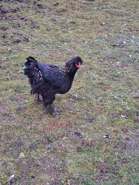 Cocosi motati barbosi