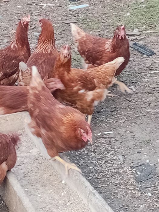 Продаётся куры молотки