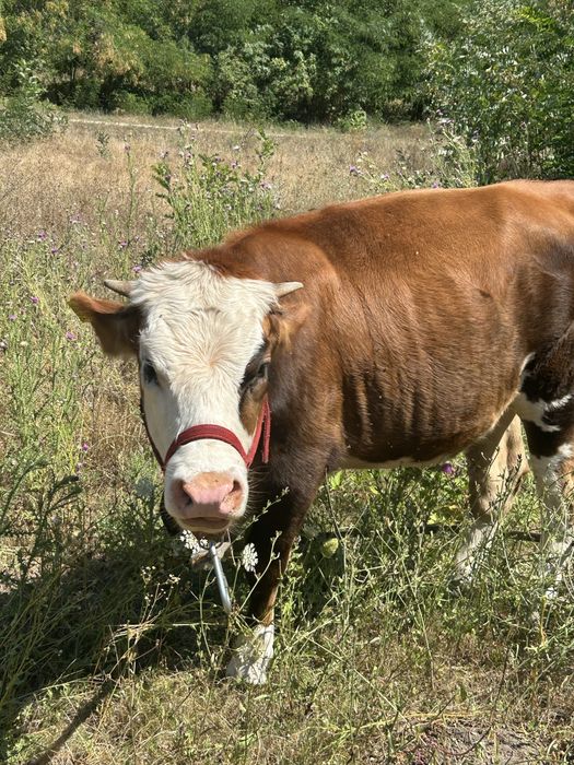 Vaca alb cu maro in varsta de 1 an nefatata