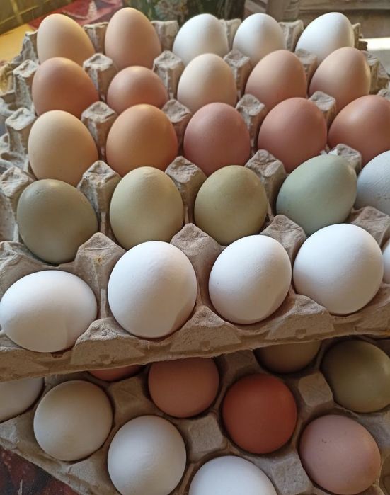 Домашний яйцо свежее