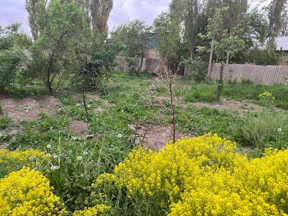 Курук ер сотилади,ер,земля,участка,Янгибазар