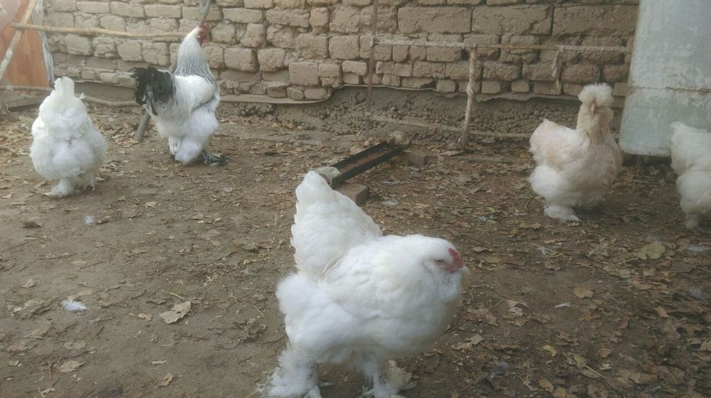 Продаю свой инкубатор на 480 яиц.На фото выведенная птица с моего инку