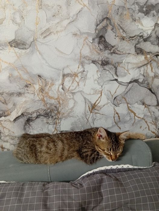 Котенок бесплатно