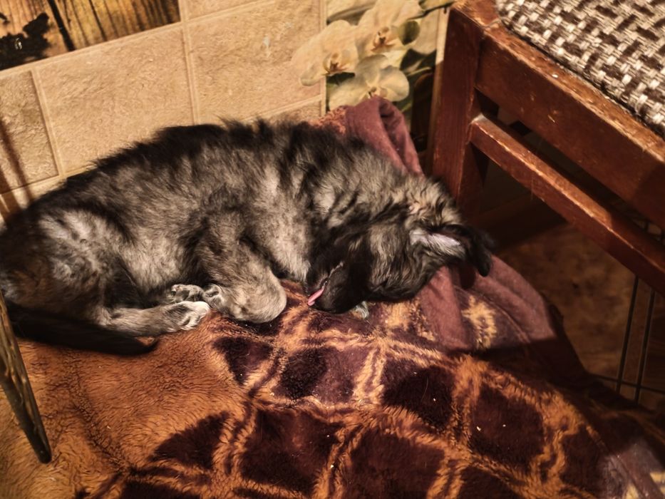 Отдам в Добрые Руки