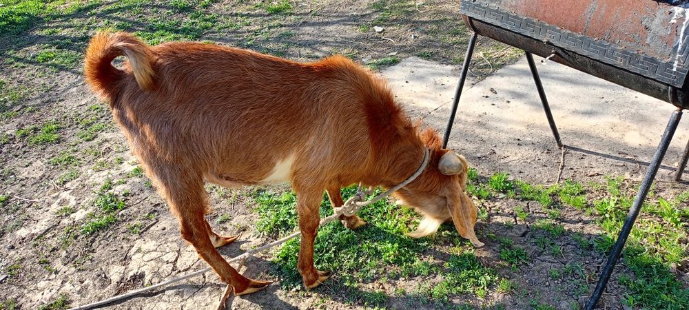 Теке Битал 2 Жас