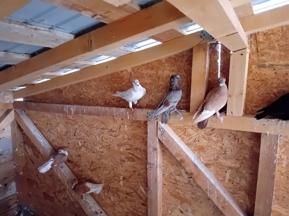 Vand schimb porumbei jucatori de botosani