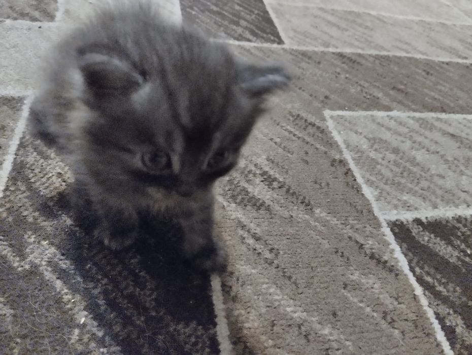 Отдам котят в хорошие руки