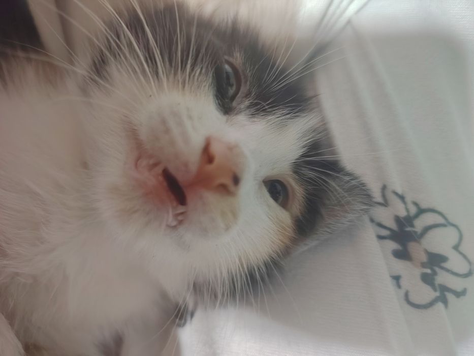Отдаю котят в добрые руки