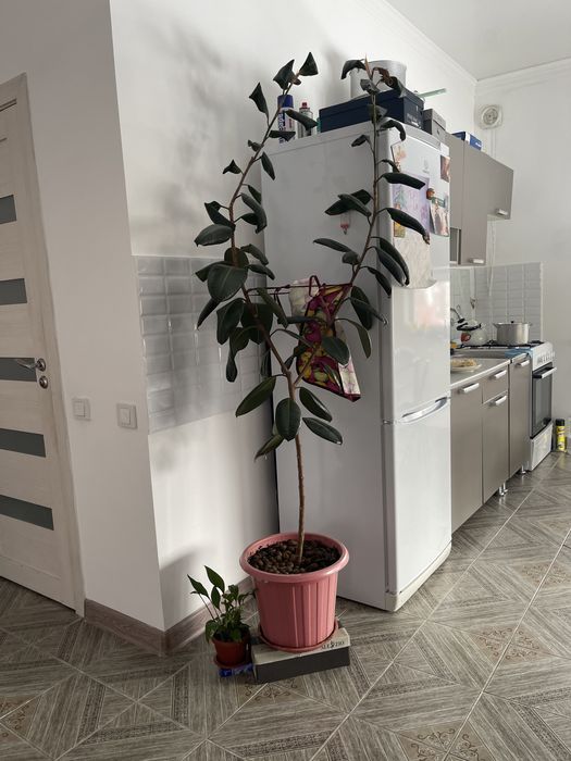 Фикус fggyhjhggcghhgfghhgffghh