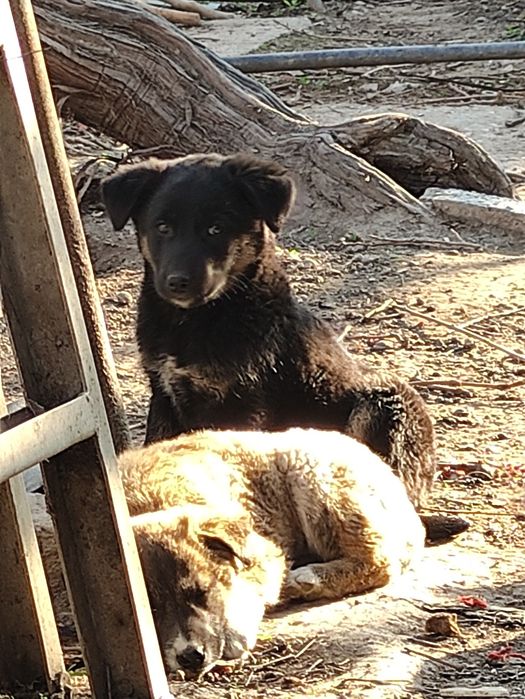 Щенки в добрые руки