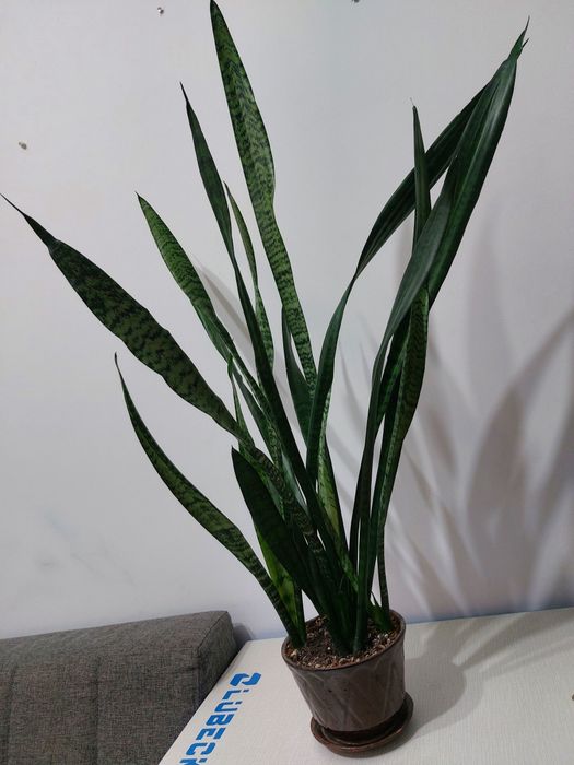 Сансевиерия трехполосая