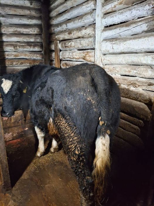 Продам быков с откорма