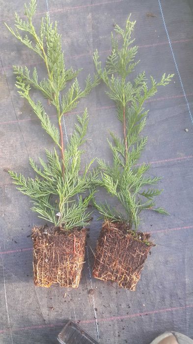 Tuia - Cel mai frumos gard viu Leylandii (leilandi) Chiparos