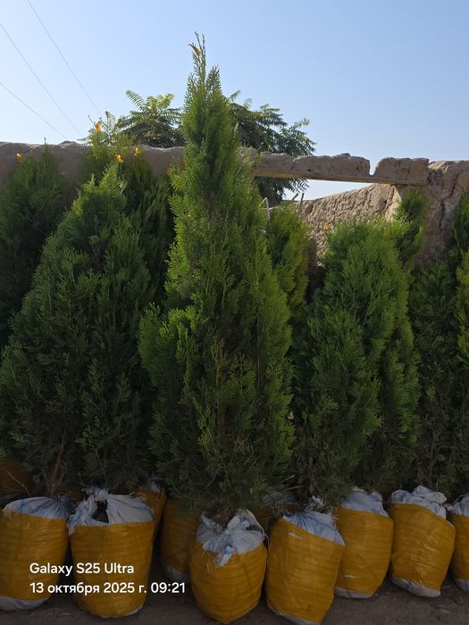 Туя голд смарагд италянский