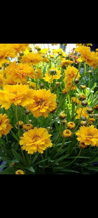 Lot flori ghiveci, gradina