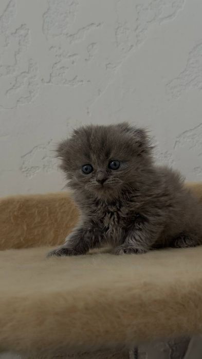 Шотландский фолд и страйд