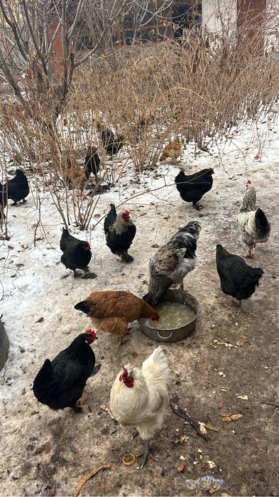 Продам петухов молодых.