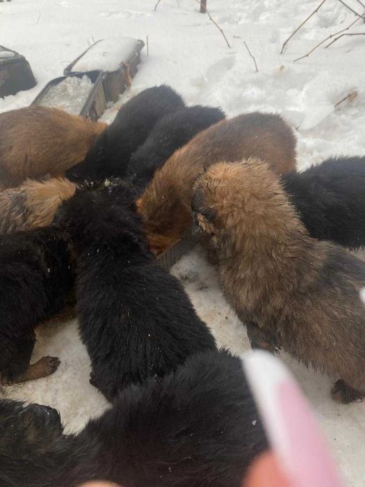 Щенки в добрые руки