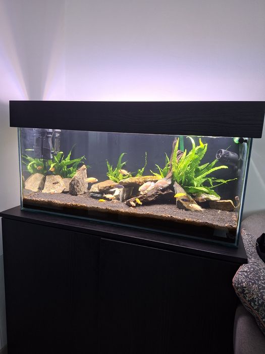 Vând acvariu 140 l si filtru extern Oase biomaster 600