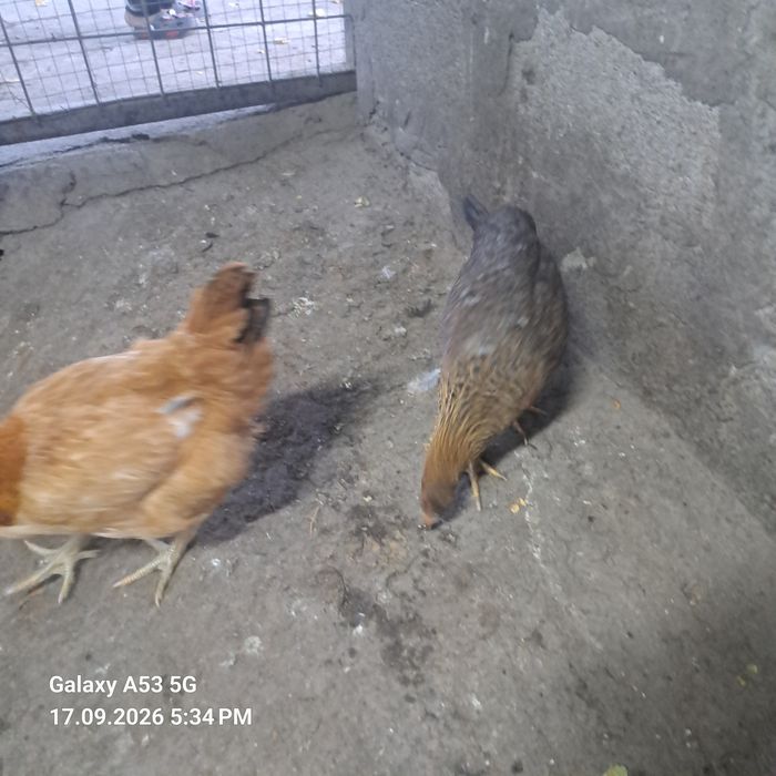 Продам семье кур