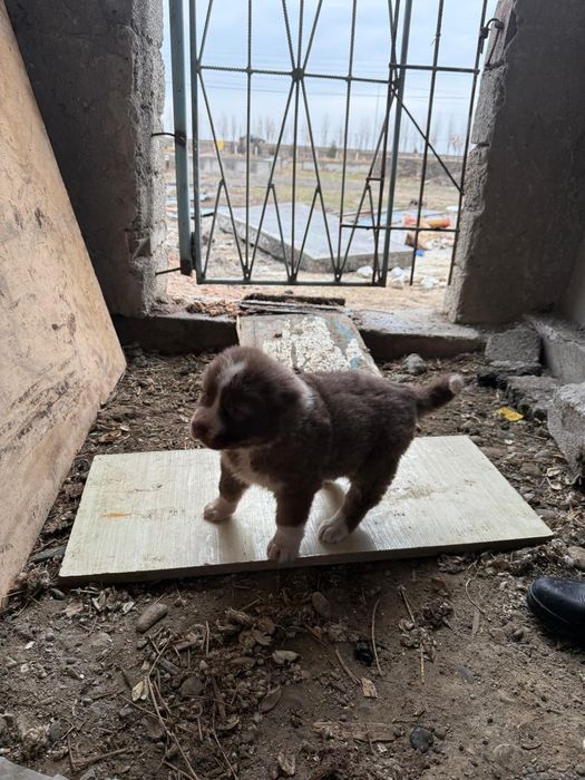 Ұрғашы күшік сатылады