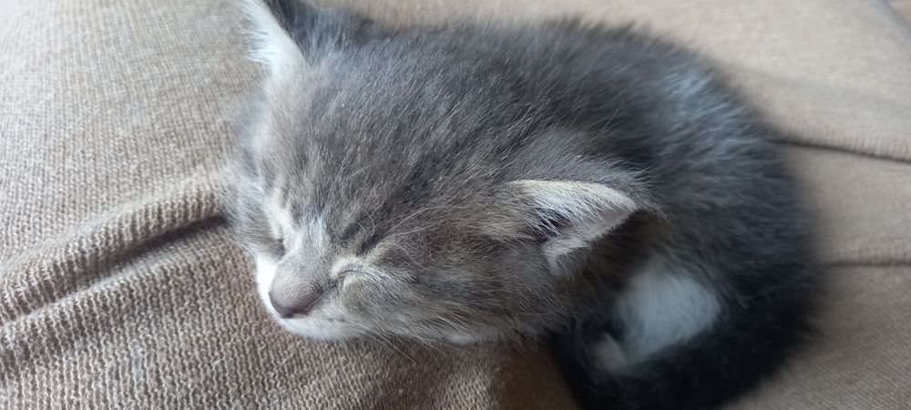 Скотиш страйт два мальчика