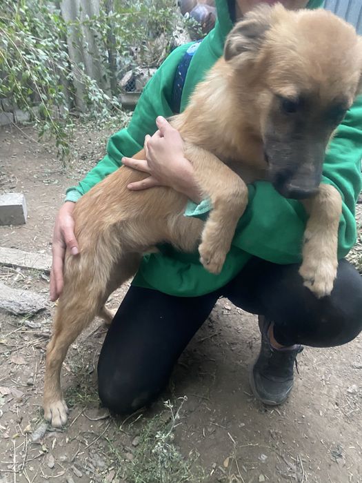 Подарю мальчика помесь немецкой овчарки