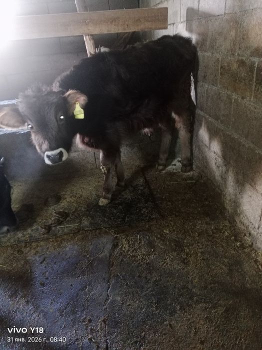 Бузау сатам. Продам бычка