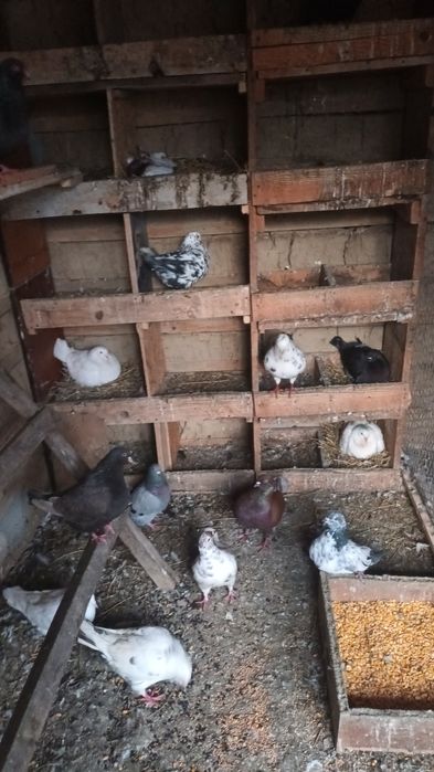 Porumbei kingi și rotati