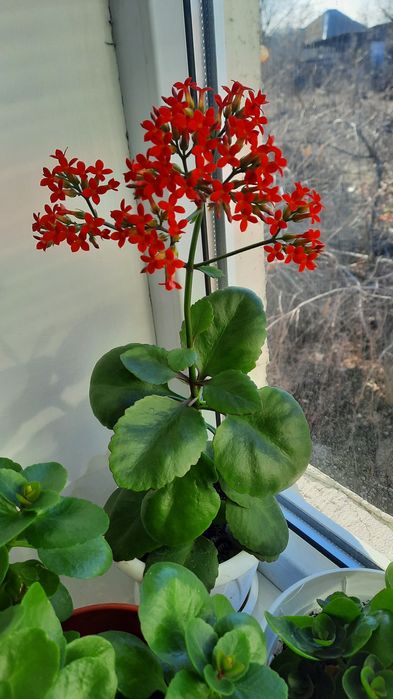 Колонхолия  продаётся