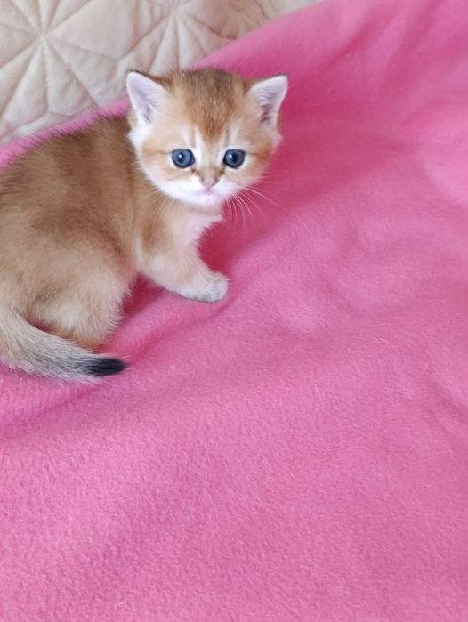 British shorthair NY 11 golden