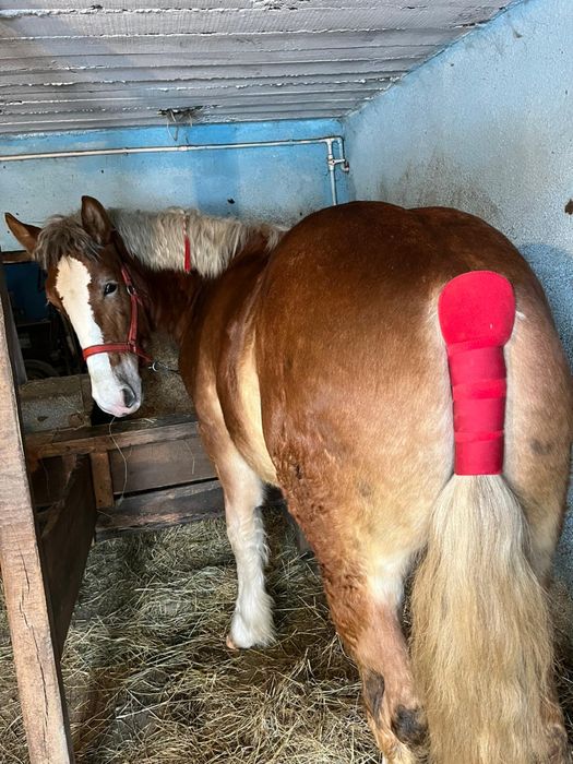 Vand mânz de un an si 5 luni