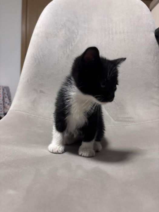 Pisicuțe spre adopție