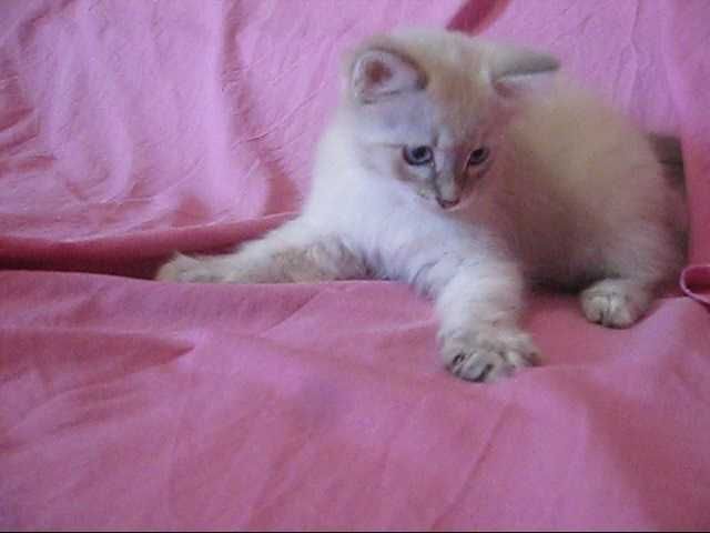 Порода: Невская Маскарадная, окрас Silver Point.