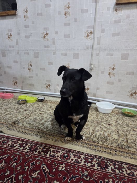 Отдается в добрые руки