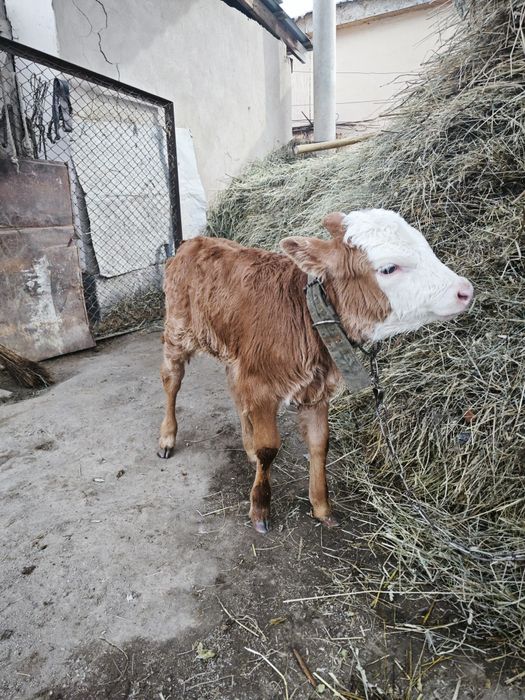 Продам телочку Находится в Жандосове
