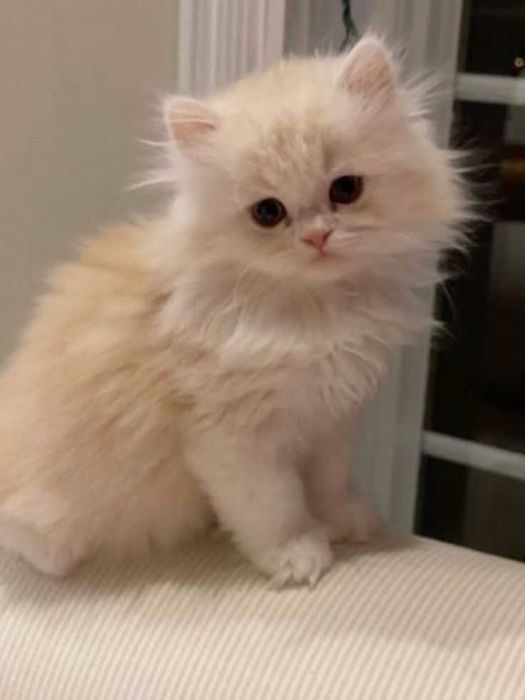 очарователни персийски котенца за продажба