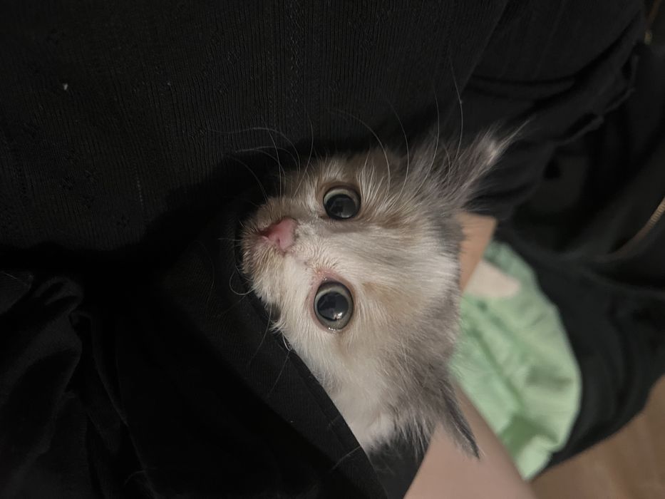 Котёнок в добрые руки, ищет дом